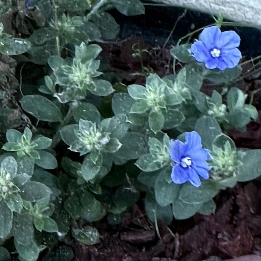 Photo of the plant species Dwarf Morning-Glory by @LuckyFantasy21 named Navajo on Greg, the plant care app