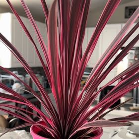 Photo of the plant species Cordyline fruticosa 'Pink Diamond' by @IdolMum24 named Naomi on Greg, the plant care app