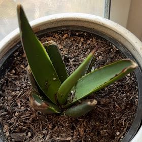 Photo of the plant species Lecheguilla by @IdolMum24 named Muhammad Ali on Greg, the plant care app