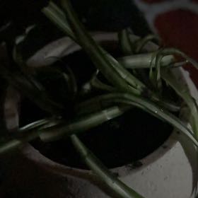 Photo of the plant species Nightblooming Cereus by @BusyLettuce81 named Doja Cat on Greg, the plant care app