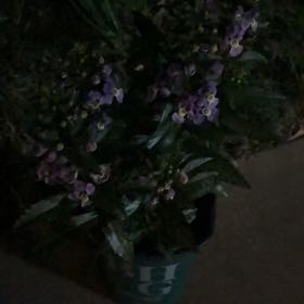 Photo of the plant species Common Selfheal by @BusyLettuce81 named Morgan Treeman on Greg, the plant care app