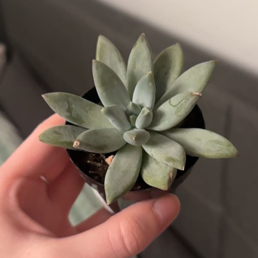 Photo of the plant species Pachyphytum 'Moonsilver' by @YesArugula76 named Sage on Greg, the plant care app