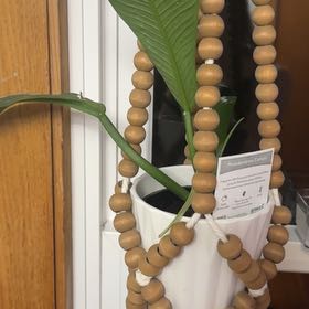 Photo of the plant species Philodendron campii 'Lynette' by @YesArugula76 named Cleopatra on Greg, the plant care app