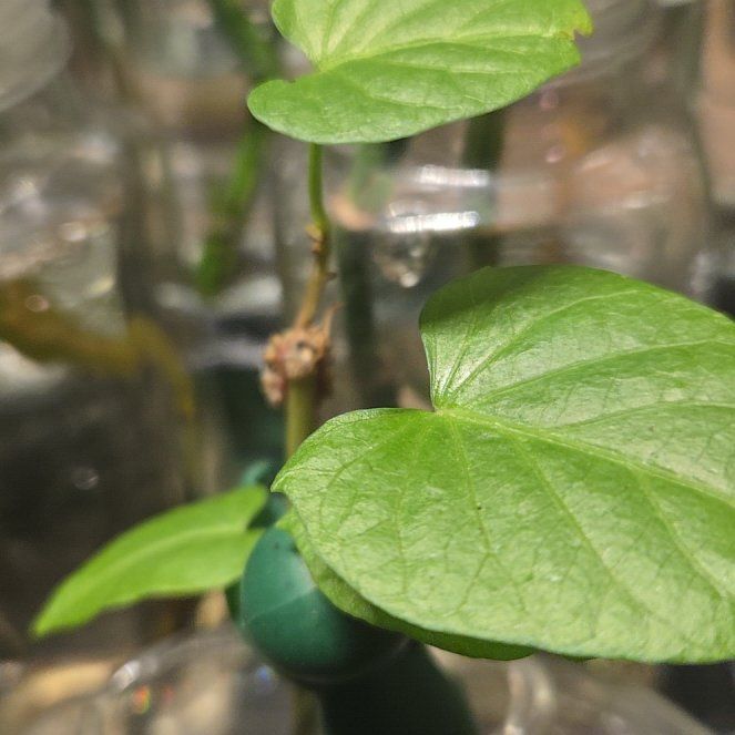 Photo of the plant species Princess Vine by @NewDateplum92 named Muhammad Ali on Greg, the plant care app