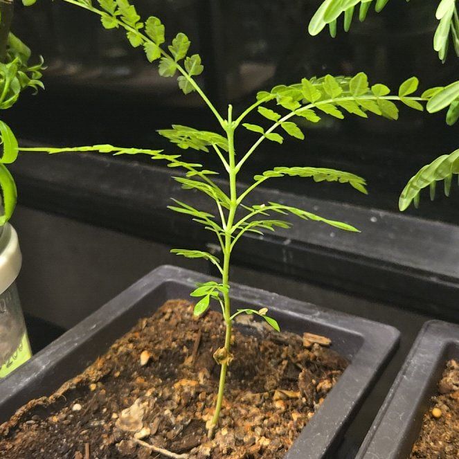 Photo of the plant species Mascarene Island Leaf Flower by @NewDateplum92 named Hamilton on Greg, the plant care app