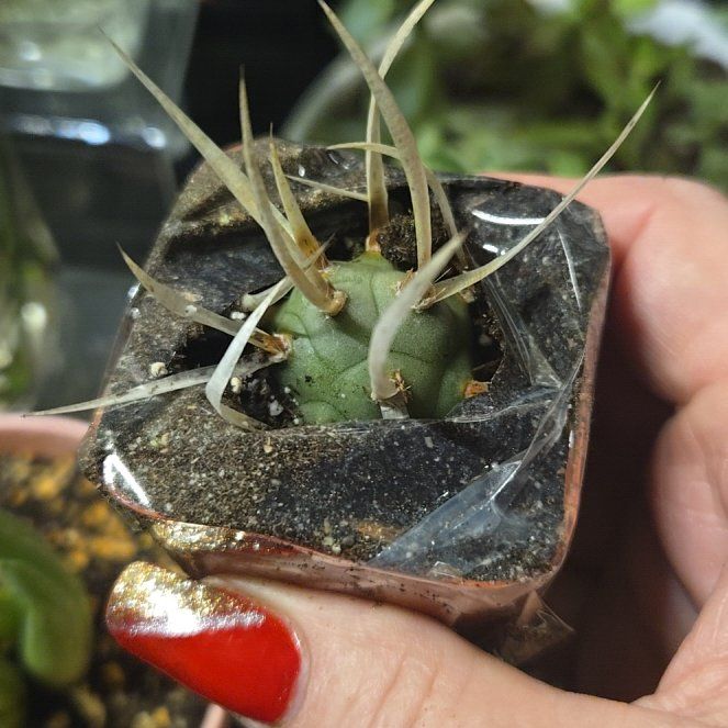 Photo of the plant species Turbinicarpus schmiedickeanus by @NewDateplum92 named Sonora on Greg, the plant care app
