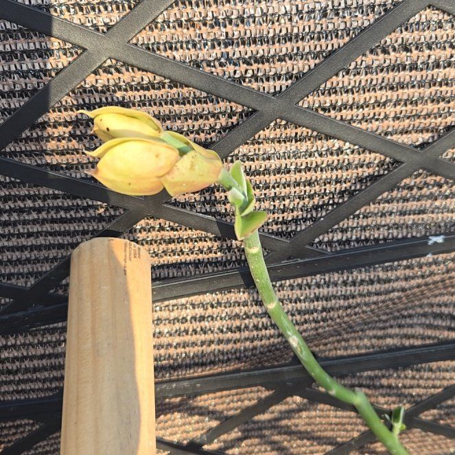 Photo of the plant species Cape-Lily by @NewDateplum92 named Sigmund on Greg, the plant care app