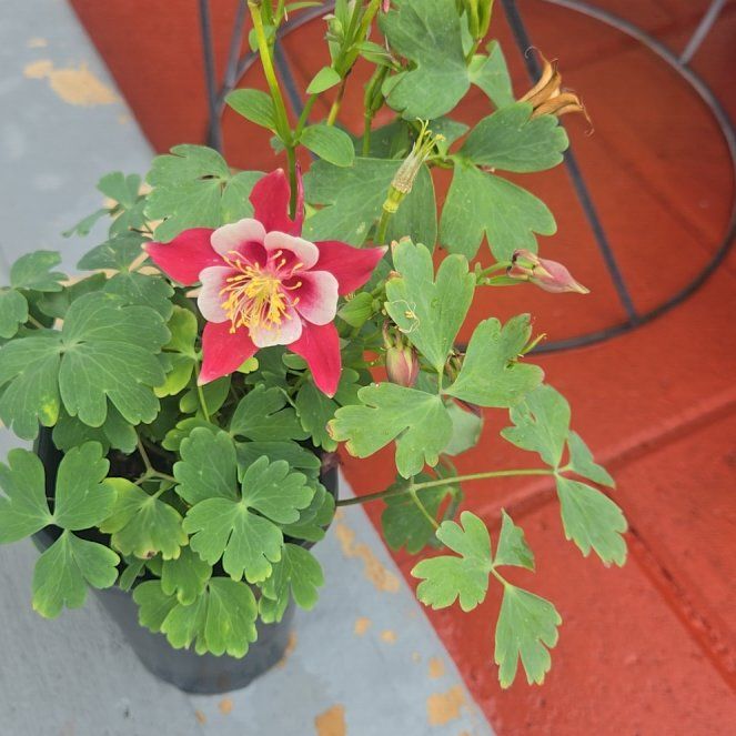 Photo of the plant species Wild Red Columbine by @SilkyBeans0 named Anne on Greg, the plant care app