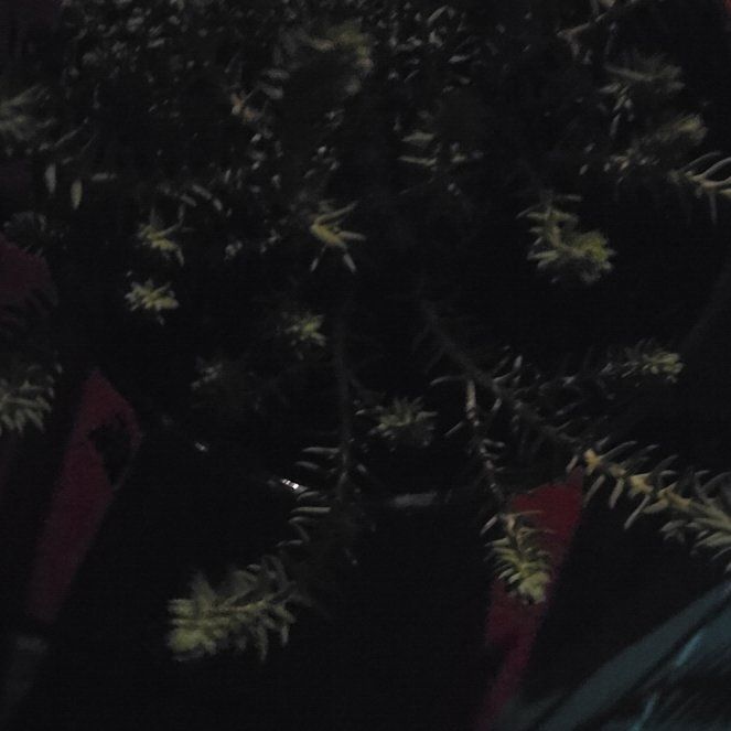 Photo of the plant species Climbing Asparagus Fern by @HappyBookaloe35 named Harmony on Greg, the plant care app