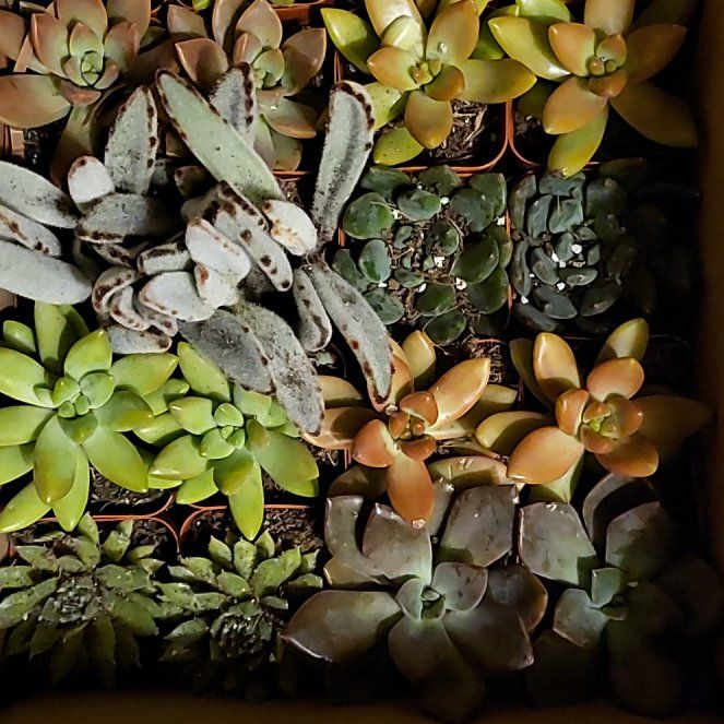 Photo of the plant species Crassula Orbicularis by @ValiantPlanty72 named Sahara on Greg, the plant care app