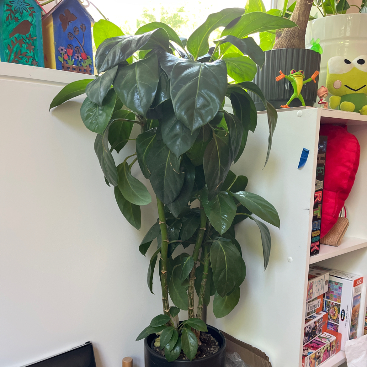 Indoor Alpine Schefflera plant with glossy green leaves in a pot.