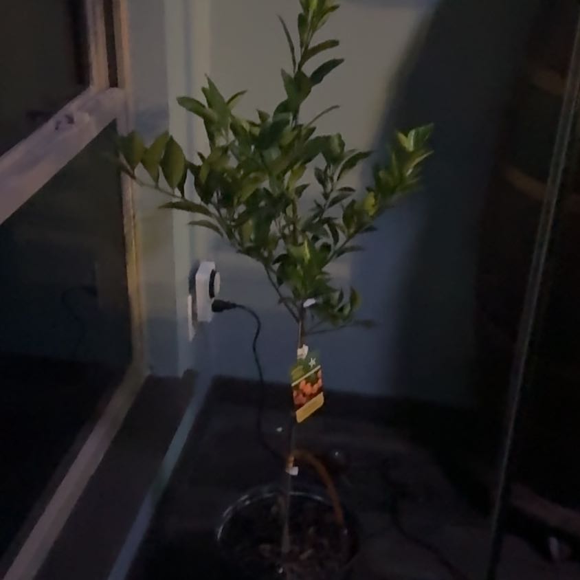 Photo of the plant species Kishu Mandarin by @MeekCedarofgoa named Kishu on Greg, the plant care app