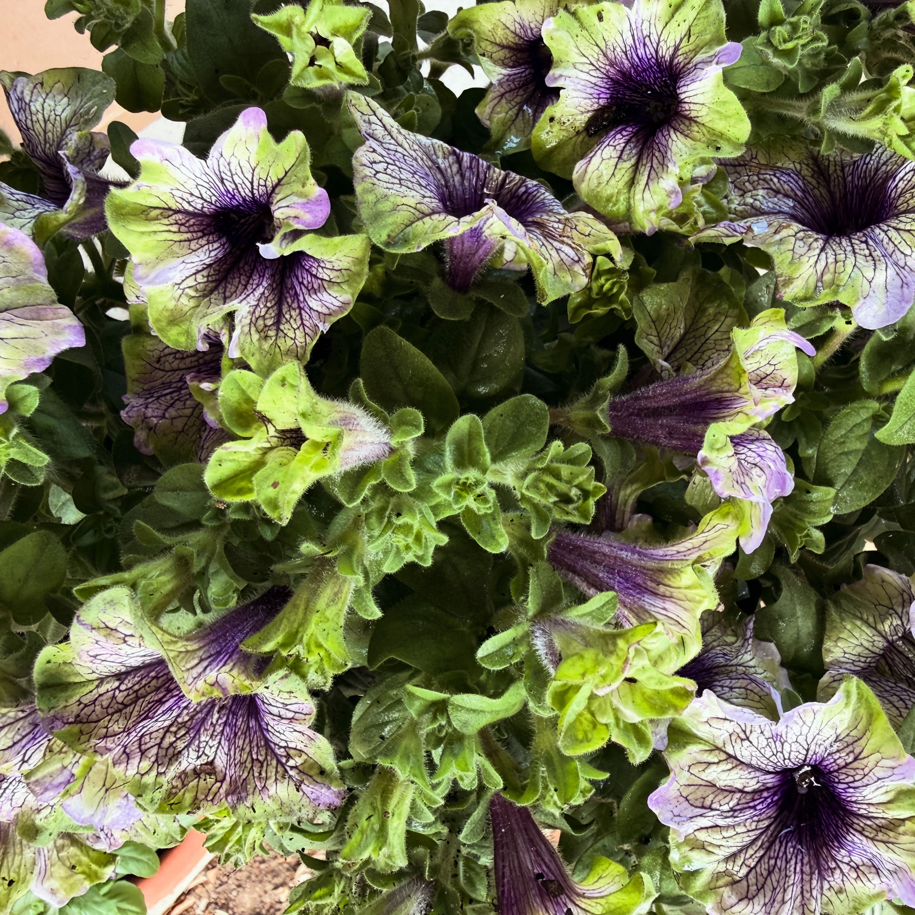 Photo of the plant species Night Sky Petunia by @MeekCedarofgoa named Harper on Greg, the plant care app