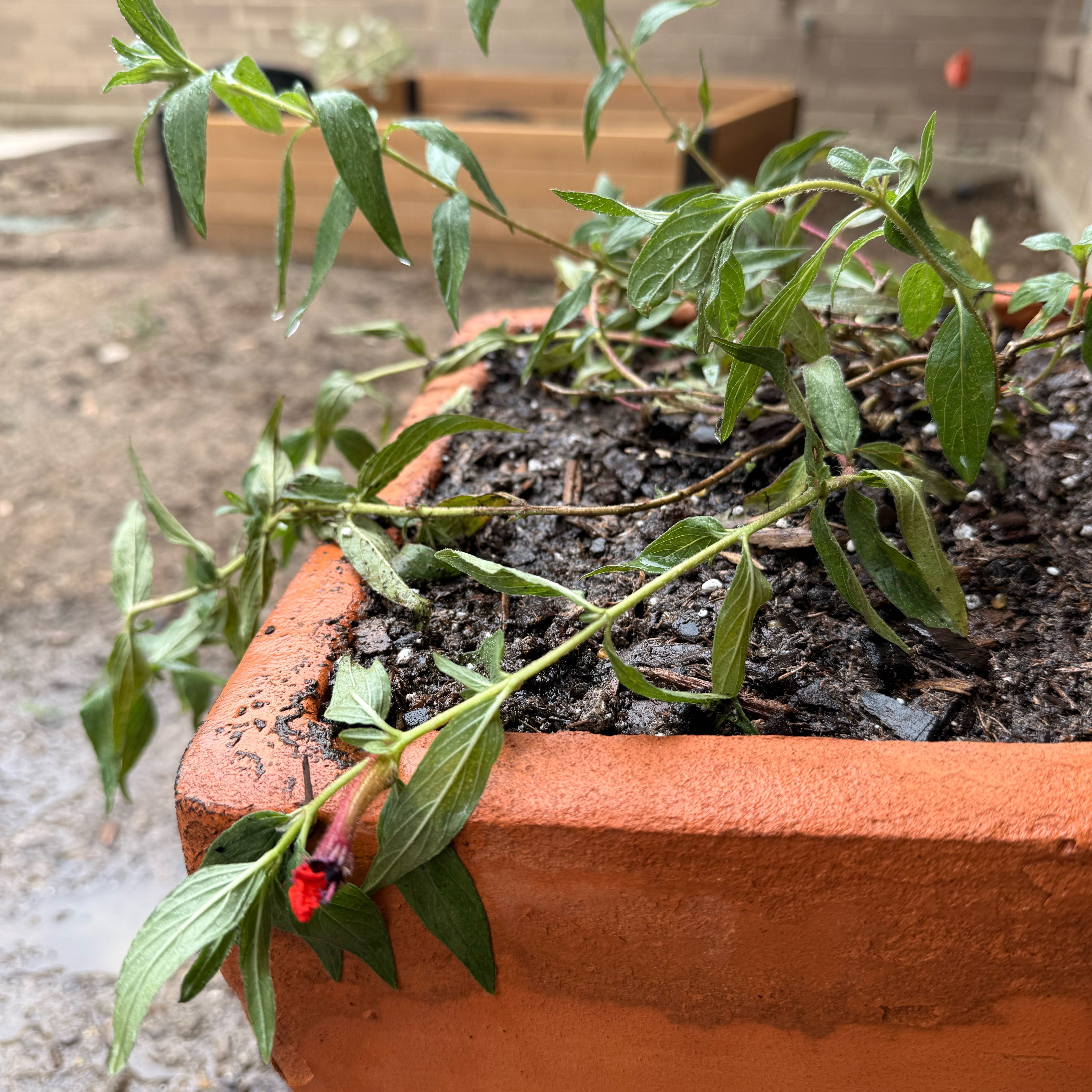 Photo of the plant species Cuphea by @MeekCedarofgoa named Batface on Greg, the plant care app