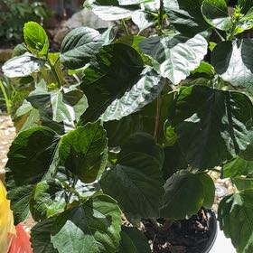 Photo of the plant species Hollywood Hibiscus 'Disco Diva' by @MeekCedarofgoa named Einstein on Greg, the plant care app