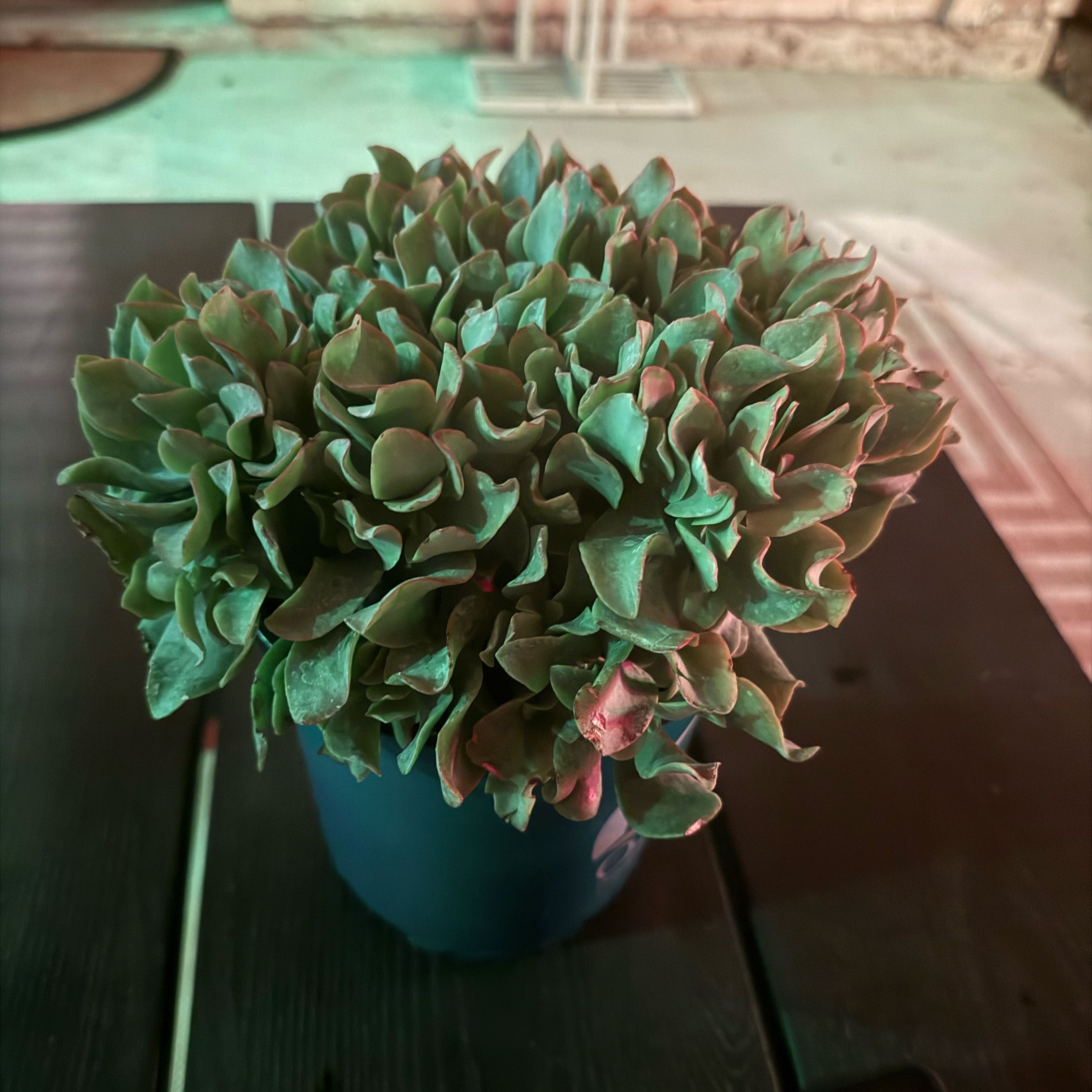 Photo of the plant species Ripple Jade™️ by @MeekCedarofgoa named Curly on Greg, the plant care app