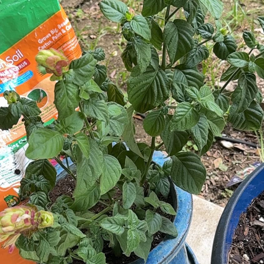Photo of the plant species Shrimp Plant by @MeekCedarofgoa named Scamp on Greg, the plant care app