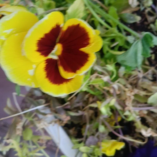 Photo of the plant species California Golden Violet by @TryKoa81 named Captain Plant-it on Greg, the plant care app