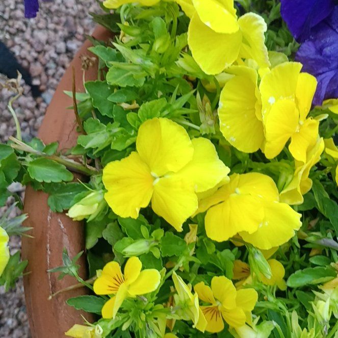 Photo of the plant species Wild Pansy by @TryKoa81 named Taylor Swift on Greg, the plant care app