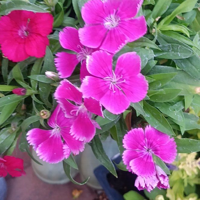 Photo of the plant species Sweet William by @TryKoa81 named Osmo on Greg, the plant care app