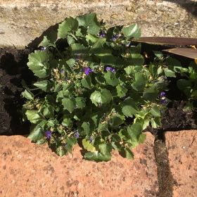 Photo of the plant species Serbian Bellflower by @JollyRedbean18 named Treeyoncé on Greg, the plant care app