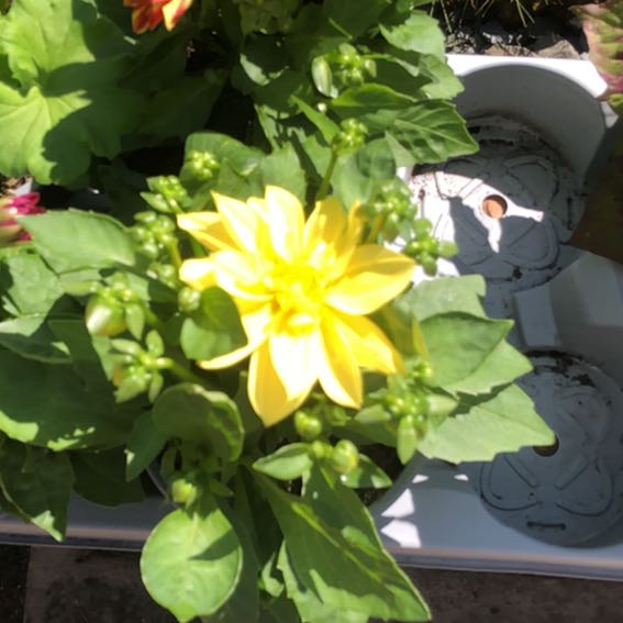 Photo of the plant species Marvel of Peru by @JollyRedbean18 named Delilah on Greg, the plant care app