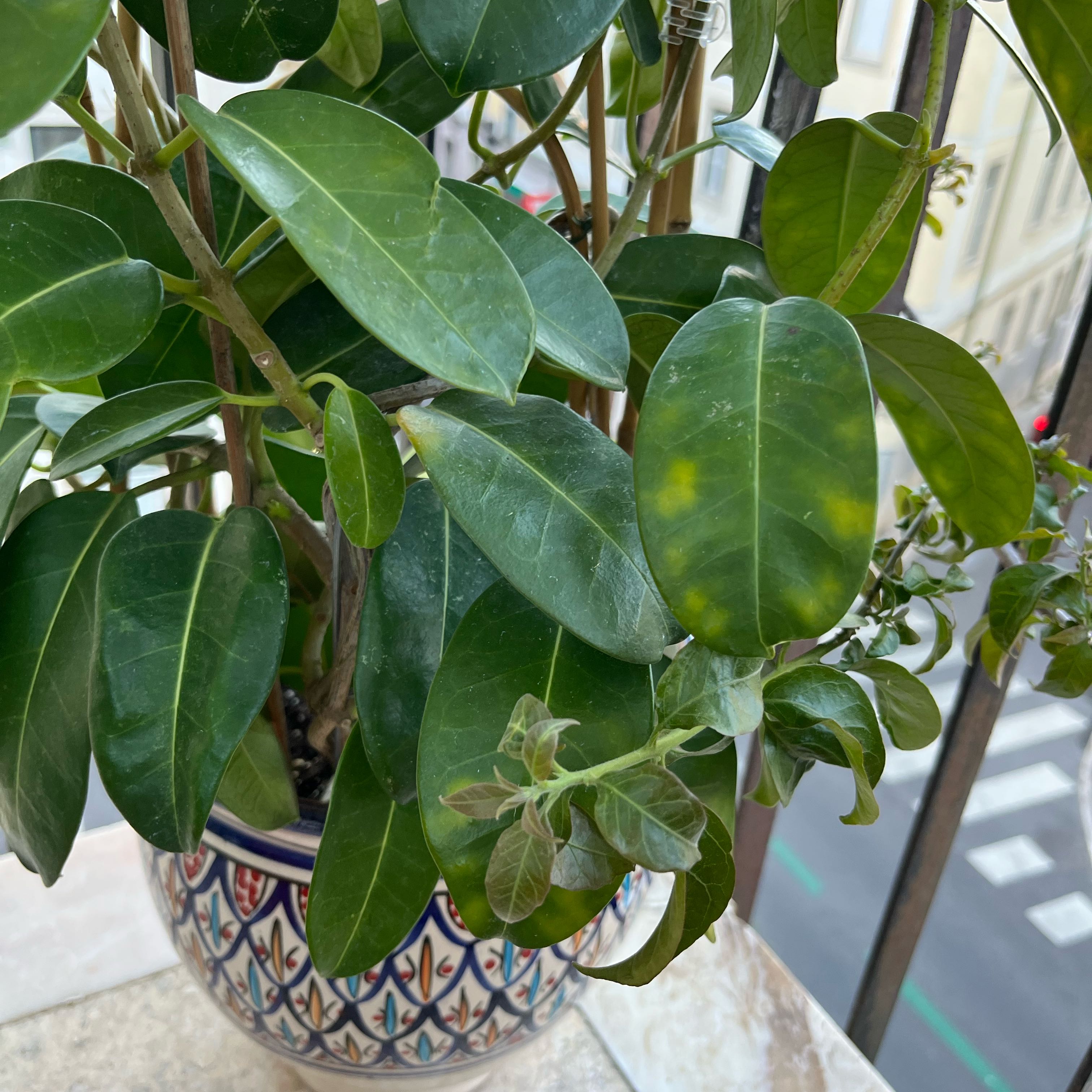 Photo of the plant species Stephanotis by @HeavenlyHope72 named Madonna on Greg, the plant care app
