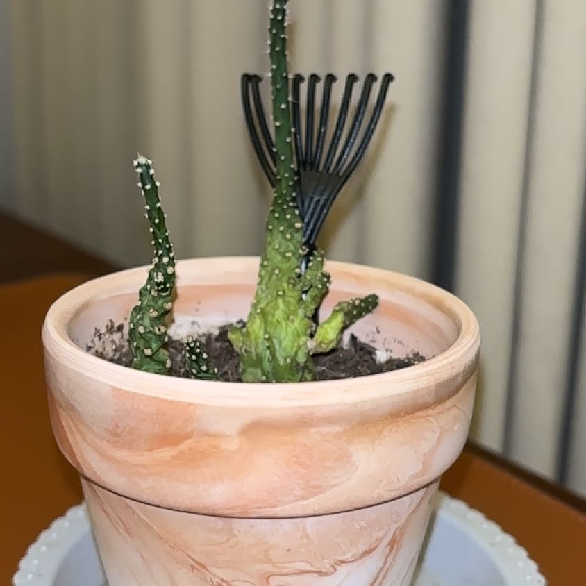 Photo of the plant species Opuntia monacantha f. monstrosa by @BrightBlue54 named Leonardo on Greg, the plant care app