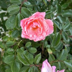 Photo of the plant species Apricot Drift Rose by @VastSalal96 named apricot drift roses on Greg, the plant care app