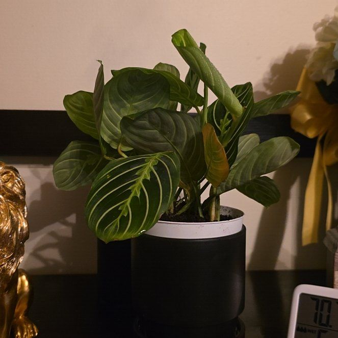 Photo of the plant species Prayer Plant by @DaughterOfKing named Marly on Greg, the plant care app