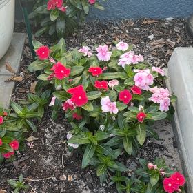 Photo of the plant species Annual Vinca by @SturdySucc named Pearl on Greg, the plant care app