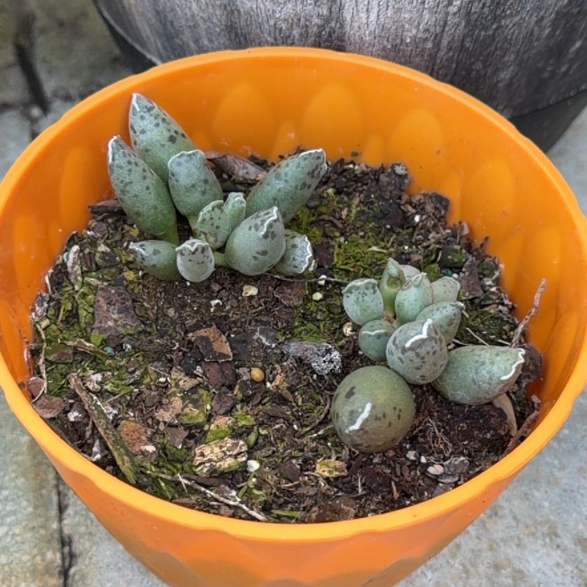 Photo of the plant species Plover Eggs Plant by @SturdySucc named Girlfrond on Greg, the plant care app