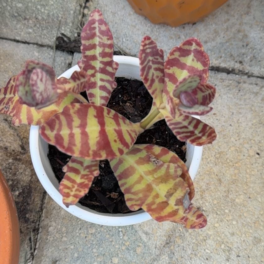 Photo of the plant species Kalanchoe 'Desert Surprise' by @SturdySucc named Sir Plancelot on Greg, the plant care app