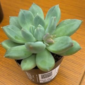 Photo of the plant species Pachyphytum 'Aquamarine' by @HumaneWinika36 named Peach on Greg, the plant care app