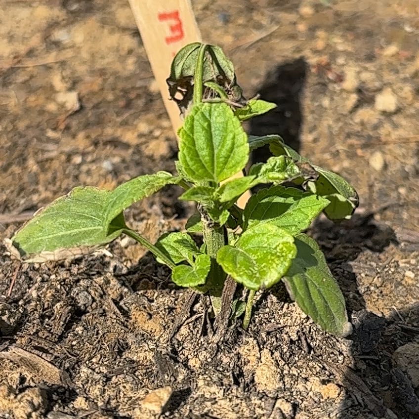 Photo of the plant species Salvia 'Vista Mixture' by @WhizCorrea40 named Aria on Greg, the plant care app
