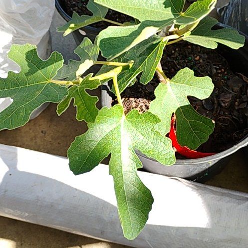 Photo of the plant species Brown Turkey Fig by @HonoraryOregano named Austen on Greg, the plant care app