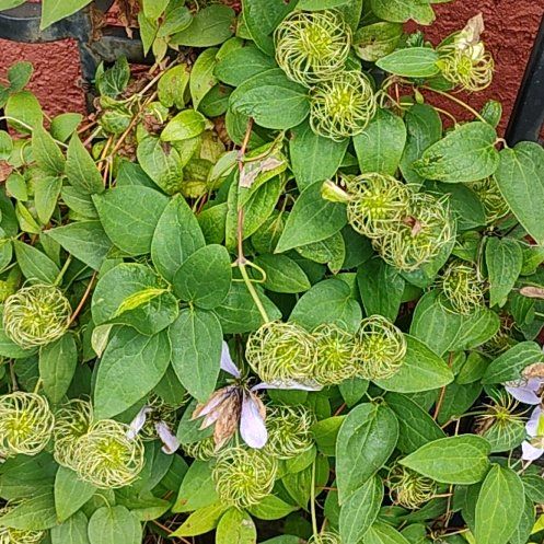 Photo of the plant species Bluebill by @HonoraryOregano named Orlando Bloom on Greg, the plant care app