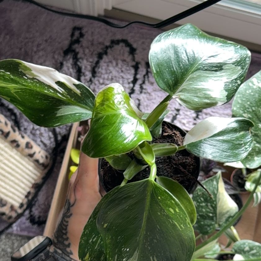 Photo of the plant species Philodendron 'White Wizard' by @OasisbyAnna named Robert on Greg, the plant care app