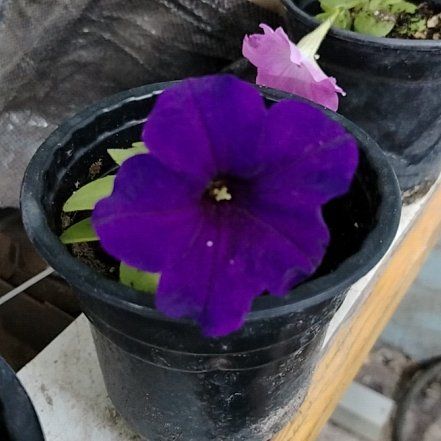 Photo of the plant species Marvel of Peru by @CivicMira66 named Orwell on Greg, the plant care app