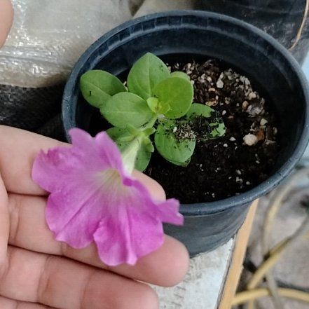 Photo of the plant species Marvel of Peru by @CivicMira66 named Elle on Greg, the plant care app