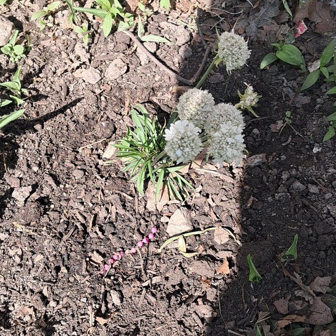 Photo of the plant species Elephant Garlic by @GentleAristaloe named Hamilton on Greg, the plant care app