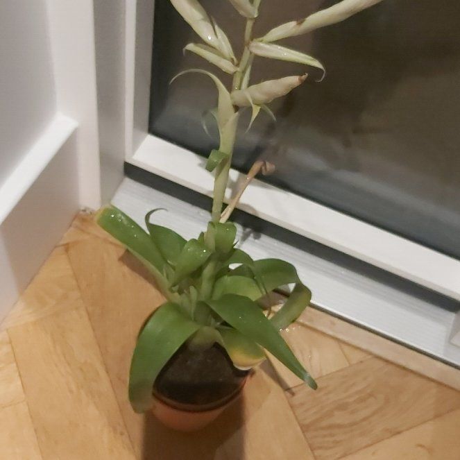 Photo of the plant species Vriesea Carinata by @PrizeKaro94 named Robert Plant on Greg, the plant care app