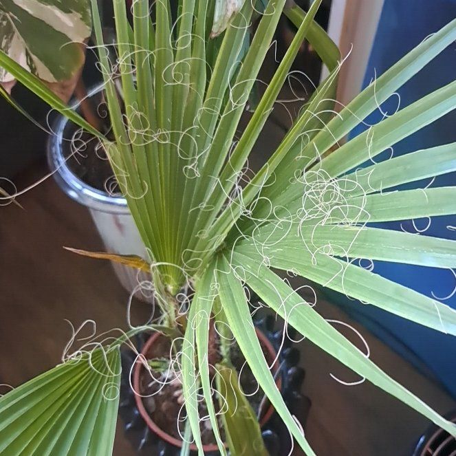 Photo of the plant species Mexican Fan Palm by @CrispSunburst16 named Elle on Greg, the plant care app