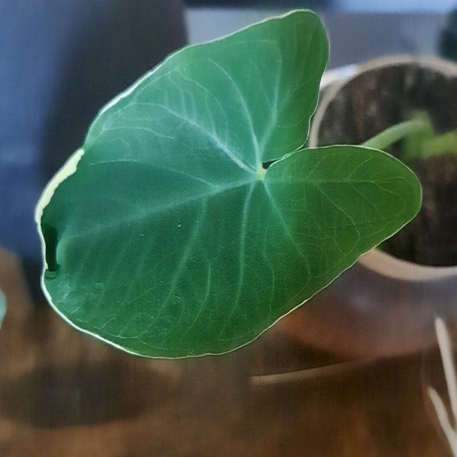Photo of the plant species Mickey Mouse Alocasia by @CrispSunburst16 named Mickey mouse on Greg, the plant care app