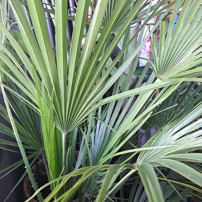 Photo of the plant species European Fan Palm by @CrispSunburst16 named Prince on Greg, the plant care app