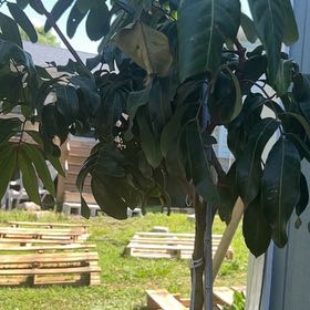 Photo of the plant species Longan by @GrandApple33 named Planty on Greg, the plant care app