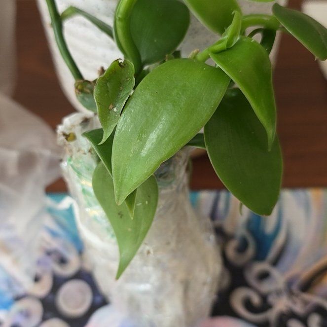 Photo of the plant species vanilla orchid by @CozyKale25 named Gomez on Greg, the plant care app
