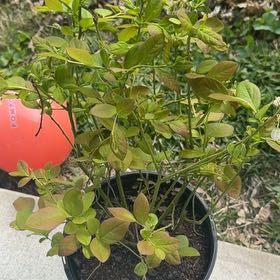 Photo of the plant species Early Lowbush Blueberry by @ShiningTule28 named Lebron on Greg, the plant care app