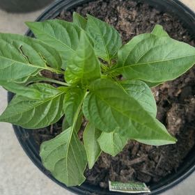 Photo of the plant species Jalapeño Pepper by @ShiningTule28 named Walt on Greg, the plant care app