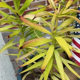 Photo of the plant species Easter Lily by @ShiningTule28 named Marilyn on Greg, the plant care app